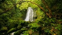 pic for Trees waterfall 